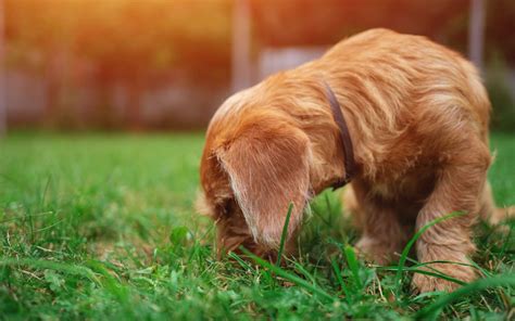 Coprophagie : pourquoi le chien mange